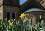 flower in front of Archabbey Church